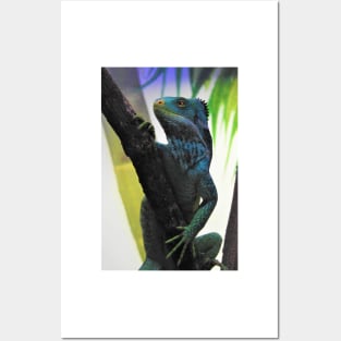 Fijian Crested Iguana Posters and Art